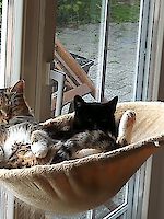 zwei Katzendamen Kessy (schwarz) und Kira (3farbig) 11 Jahre alt