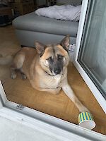 Rex sucht ein neues liebevolles Zuhause!