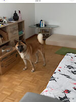 Rex sucht ein neues liebevolles Zuhause!