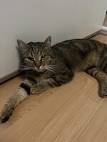 Katze Kuni Main Coon Mix, 4 Jahre alt sucht ein liebevolles Zuhause