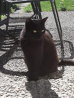 Katze Stella (9 Jahre alt)