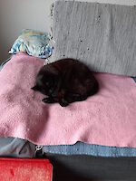 Katze Stella (9 Jahre alt)