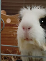 Meerschweinchen Fleckchen  (ca. 6 Jahre alt) sucht dringend ein neues Zuhause