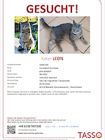 Kater Leon vermisst seit dem 03.05.2026 in Maisach