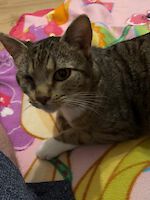 Katze Butz ( geb. Dezember 2023 ) sucht ein liebevolles Zuhause