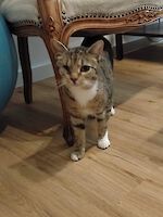 Katze Butz ( geb. Dezember 2023 ) sucht ein liebevolles Zuhause