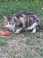 Katze Mia 10 Jahre alt sucht dringend ein schönes Zuhause!
