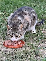 Katze Mia 10 Jahre alt sucht dringend ein schönes Zuhause!