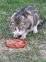 Katze Mia 10 Jahre alt sucht dringend ein schönes Zuhause!