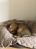 Katze Mascha. 2 ½ Jahre sucht ein liebevolles Zuhause!