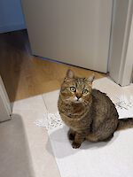 Katze Mascha. 2 ½ Jahre sucht ein liebevolles Zuhause!