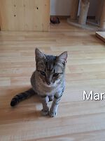 Katzen Mara und Merlin ( geb. 10 / 2025 ) suchen ein liebevolles Zuhause!