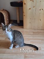 Katzen Mara und Merlin ( geb. 10 / 2025 ) suchen ein liebevolles Zuhause!