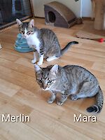 Katzen Mara und Merlin ( geb. 10 / 2025 ) suchen ein liebevolles Zuhause!