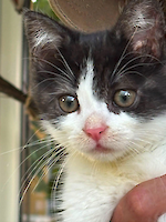 3 bezaubernde Katzenkinder aus Gröbenzell (14 Wochen alt) suchen ein liebevolles Zuhause!