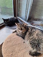 zwei sehr bezaubernde Katzenmädchen Biene und Kitty suchen ein liebevolles Zuhause