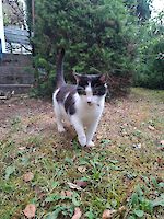 DRINGEND!!!! Willi (geboren 2014) und Muffin (geboren 2015) suchen schnellstens ein liebevolles Zuhause!