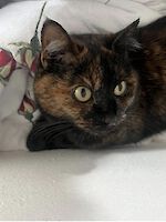 Imani ( 5 Jahre alt ) sucht dringend ein liebevolles Zuhause!