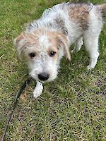 Mischling Strolchi ( 6 Monate alt ) sucht dringend ein liebevolles neues Zuhause!