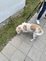 Mischling Strolchi ( 6 Monate alt ) sucht dringend ein liebevolles neues Zuhause!