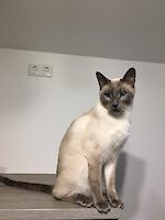 Kater Toulouse und Katze Phoebe suchen gemeinsam ein neues Zuhause! ( 10 Jahre alt )