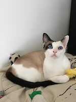 Kater Toulouse und Katze Phoebe suchen gemeinsam ein neues Zuhause! ( 10 Jahre alt )