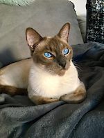 Kater Toulouse und Katze Phoebe suchen gemeinsam ein neues Zuhause! ( 10 Jahre alt )