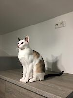 Kater Toulouse und Katze Phoebe suchen gemeinsam ein neues Zuhause! ( 10 Jahre alt )
