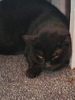 Kater Kinsi (ca. 8-10 Jahre alt) sucht ein liebevolles Zuhause!