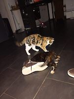 Notfall Trixie und Siena (1 1/2 Jahre alt) suchen dringend ein liebevolles neues Zuhause!