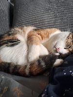 Notfall Trixie und Siena (1 1/2 Jahre alt) suchen dringend ein liebevolles neues Zuhause!