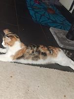Notfall Trixie und Siena (1 1/2 Jahre alt) suchen dringend ein liebevolles neues Zuhause!