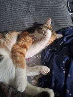 Notfall Trixie und Siena (1 1/2 Jahre alt) suchen dringend ein liebevolles neues Zuhause!