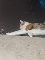 Notfall Trixie und Siena (1 1/2 Jahre alt) suchen dringend ein liebevolles neues Zuhause!