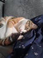 Notfall Trixie und Siena (1 1/2 Jahre alt) suchen dringend ein liebevolles neues Zuhause!