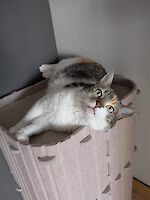 zwei wunderschöne mehrfarbige Geschwisterkatzen Bella und Picachu (9 Jahre alt)