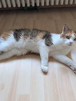 zwei wunderschöne mehrfarbige Geschwisterkatzen Bella und Picachu (9 Jahre alt)